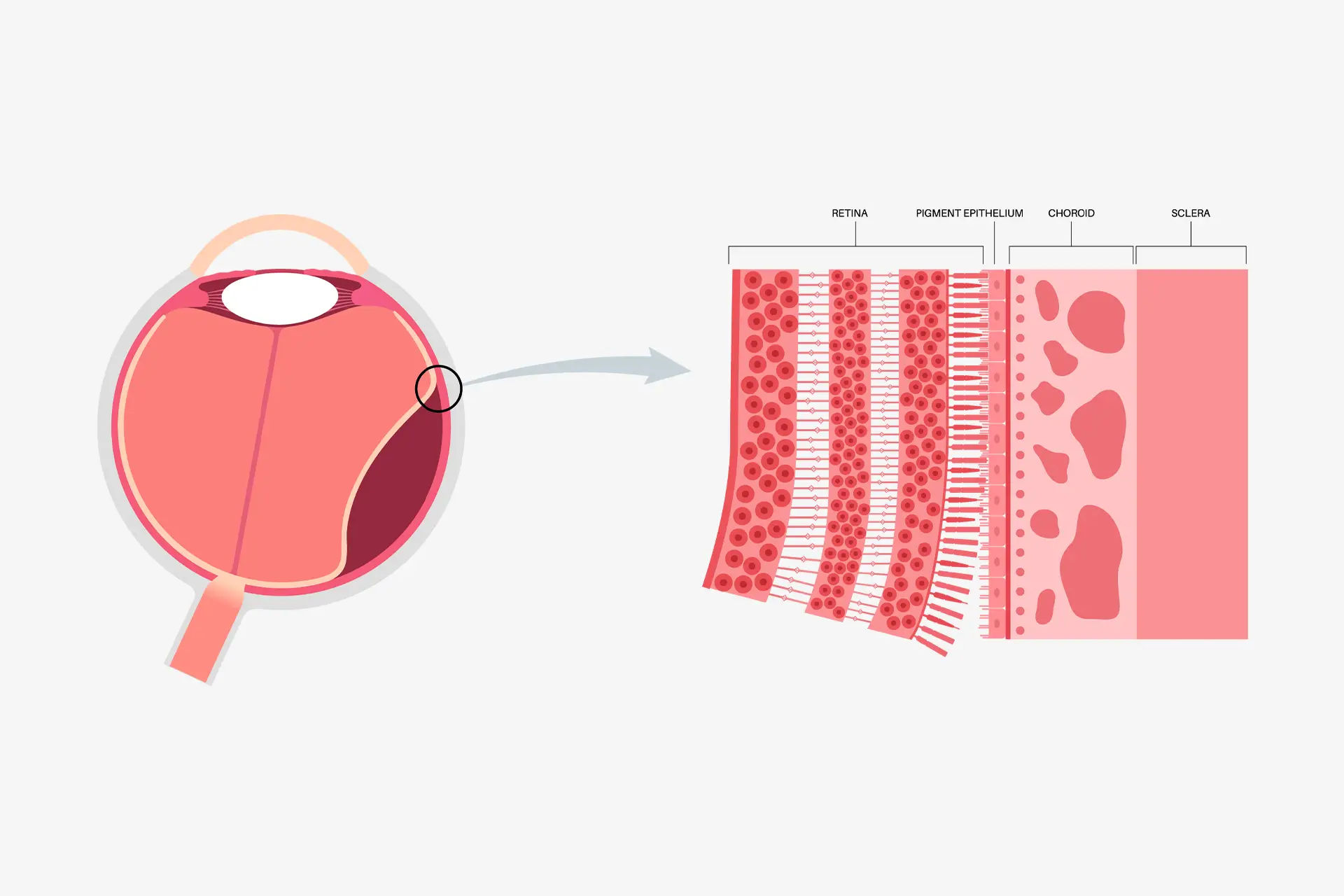 Medical graphic showing eye retina structure